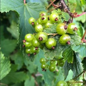 Meet your Posher, Sabrina